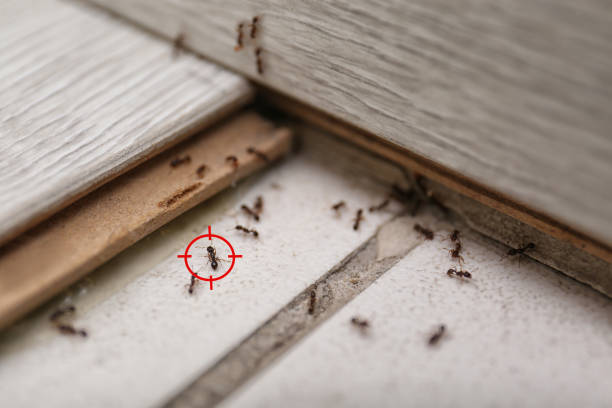 Best Commercial Pest Control Services  in Jewett City, CT
