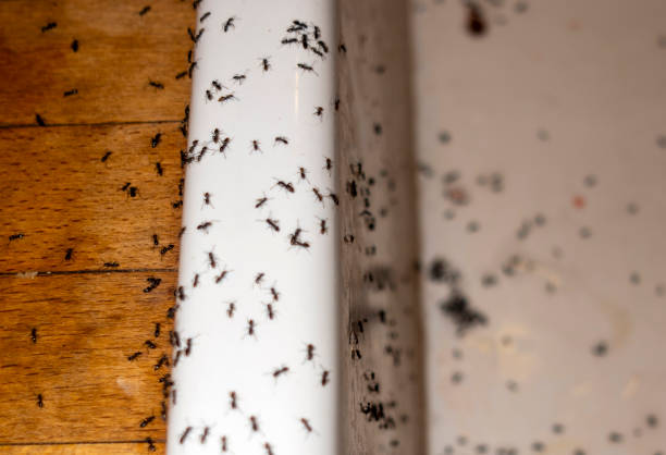 Best Pest Control Near Me in Jewett City, CT