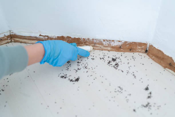 Best Best Pest Control Companies  in Jewett City, CT